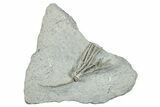 Fossil Crinoid (Saccosomopsis) - Crawfordsville, Indiana #273732-1